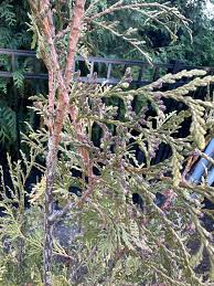 Image result for thuja drying out dead dried symptoms)