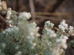 Image result for Cressa cretica