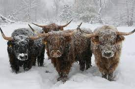 Scottish Highland Cattle Milligan S Gander Hill Farm