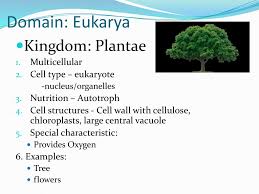 Classification Biology Mrs Parker Ppt Download