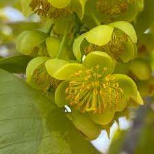 Image result for Ochna pulchra