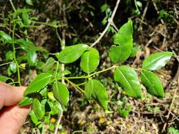 Image result for Cassinopsis ilicifolia