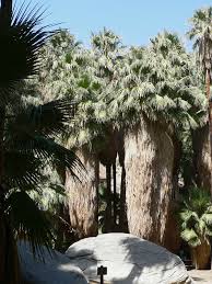 Image result for Washingtonia filifera