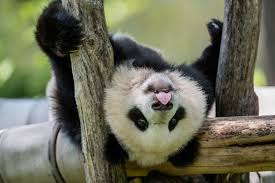 Image result for pandas