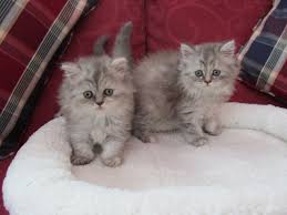 See more of british longhair cattery incredibile lt on facebook. British Shorthair And Longhair Kittens For Sale Woodhall Spa Lincolnshire Pets4homes