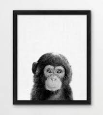 Black And White Monkey Pictures Cute Chimpanzee Print Cute Baby Monkey Print African Jungle Animals Photography Black White Nursery Kids Room Animal Wall Art Animals Photo In 2020 Animals Kids Room Wall Art Animal Photo Prints African