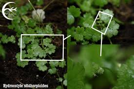 Image result for Hydrocotyle sibthorpioides