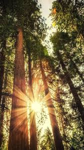 Wald Grosse Baume Sonnenlicht Blendung 750x1334 Iphone 8 7 6 6s Hintergrundbilder Hd Bild Um den hintergrund des iphones zu ändern, nehmen sie ihr einstellungen hintergrundbild.