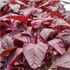 bayam merah 1000 biji bibit seed Benih ...