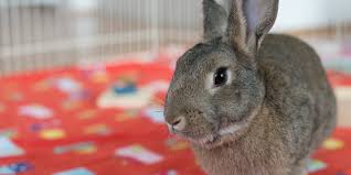 We find that fostering gives us the opportunity to assess the animal's personality and needs. Rescues And Shelters Triangle Rabbits