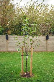 How To Grow Fruit Trees Growing Fruit Trees Trees To Plant Fruit Trees