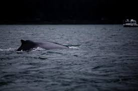 Di dalam perut ikan, nabi yunus terus berzikir dan memohon ampun kepada allah. Kisah Nabi Yunus Yang Dikuarantin Dalam Perut Ikan Nun