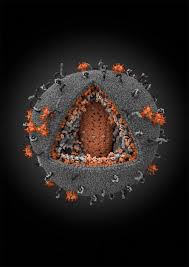Magnificent Microphotography 50 Tiny Wonders Microscopic Photography Things Under A Microscope Microscopic