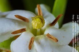 Image result for Catunaregam obovata