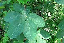 Image result for Manihot carthagenensis