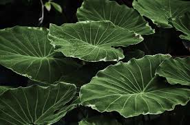 Wallpaper logo dc hijau iphone : Daun Daun Daun Penuh Warna Hijau Makro Alam Latar Belakang Daun Tanaman Menanam Wallpaper 4k Latar Belakang Zoom Pikist