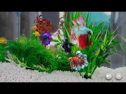 What kind of tank is needed for betta fish? Betta Fish Virtual Aquarium Apps On Google Play