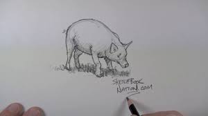 How To Draw A Realistic Pig Sketchbook Challenge Drawings Painting Drawing