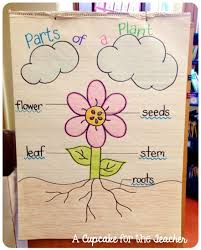 Parts Of A Plant Anchor Chart Kindergarten Anchor Charts