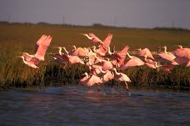 Galveston Island Birding Tour - Artist Boat
