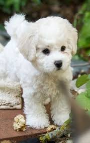 In fact, pugs seem to have the curliest tail of all dog breeds. 9 Charming Curly Dog Breeds Petpress