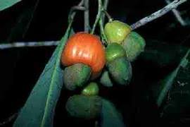 Image result for Anacardium
