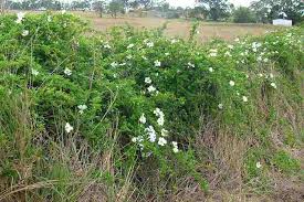 Image result for Rosa laevigata