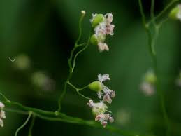 Image result for Isachne buettneri