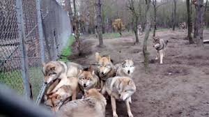 He is the one to feed last and if the alpha demands it, he will not feed at all. Wolfpack Attack On Omega Wolf Video Dailymotion
