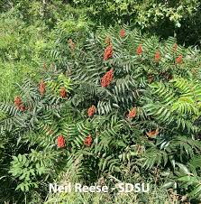 Image result for Anacardiaceae