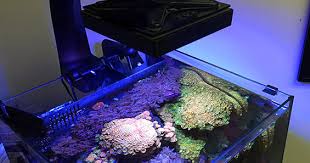 Do S Don Ts With Led Aquarium Lights