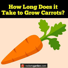 Observe it throughout a sunny day as spring approaches. How Long Does It Take To Grow Carrots Rockets Garden