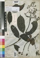 Image result for Gaertnera paniculata