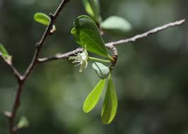 Image result for Erythroxylaceae