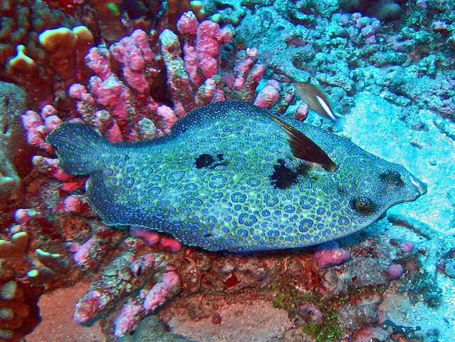 Mga resulta ng larawan para sa Peacock Flounder fish"