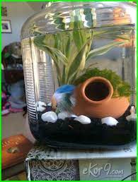Webmasters, you can add your site in. 38 Desain Aquarium Mini Aquarium Ikan Cupang Minimalis Png