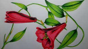 Mariposas y flores dibujo para colorear. Como Dibujar Una Flor Con Lapices De Colores Paso A Paso Dibujando Un Copihue Realista Youtube