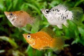 Perawatan Ikan Molly Balon Ciri Ciri Jenis Dan Makanannya Gerava Com