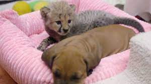 Geparden Baby Und Hunde Welpe Sind Freunde Furs Leben Welpen Hunde Welpen Hunde