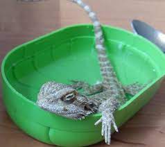 Is My Bearded Dragon Dead Or Dying Signs And Death Causes