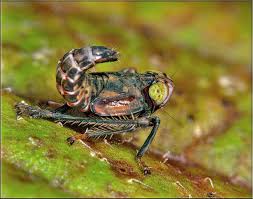 Leafhopper assassin bugs are efficient predators with varied diets, eating more than just leaf, plant despite its common name, leafhopper assassin bugs will attack and eat any insect it comes across. Bugs Up Close And Why We Are Glad They Re Small Owlcation