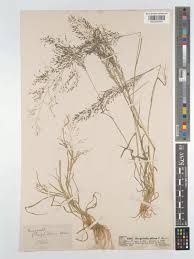 Image result for Eragrostis tef