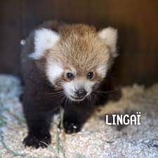 Votre parrainage est valable 1 an et renouvelable. Zoo De Beauval Notre Bebe Panda Roux A 3 Mois Facebook