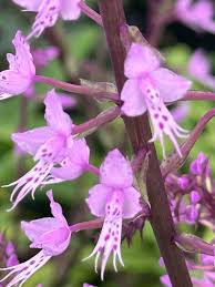 Image result for Stenoglottis