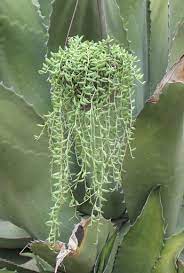 Pin On Succulents