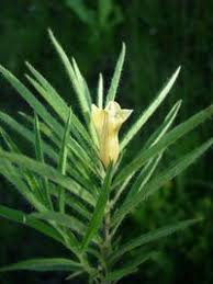 Image result for Ipomoea linosepala