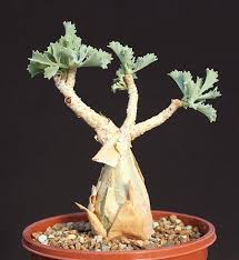 Image result for Cyphostemma barbosae