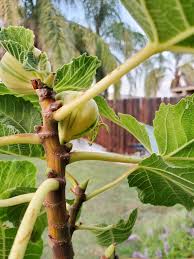 2 kings 19 the fig poultice. 3fylxiopw8k5fm