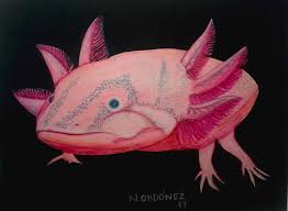 The axolotl is a type of amphibian that looks like a salamander…let's draw one! La Regeneracion De Axolotl Drawing By Nancy Ordonez