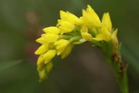 Image result for Schizochilus